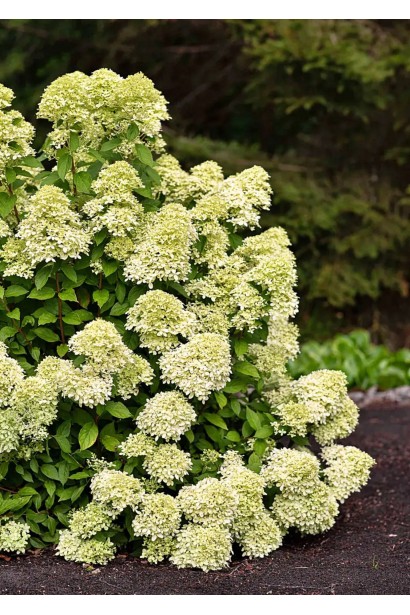 Hydrangea paniculata Лівінг Літл Пешн у саду
